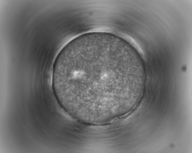 X0000103161276200809192045