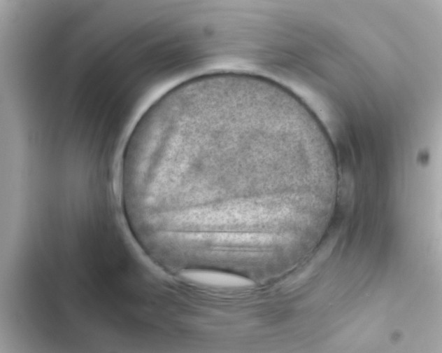 X0000103161295200809192045