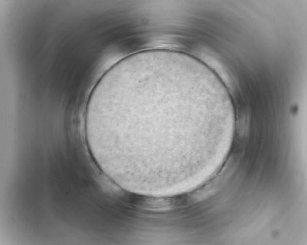 X0000103161338200809192044