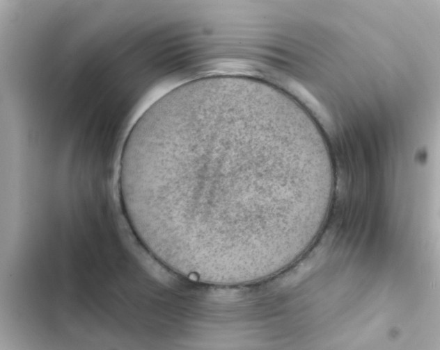 X0000103161378200809192043