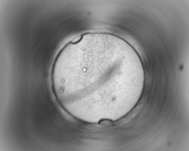 X0000103161485200809192042