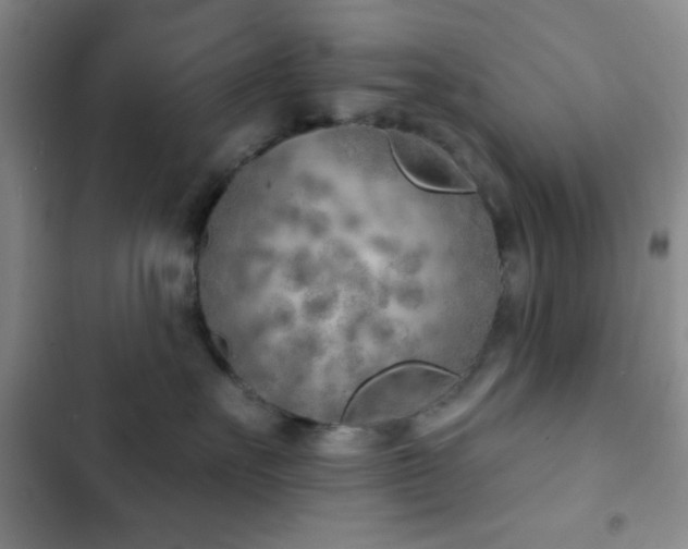 X0000103170527200808221237