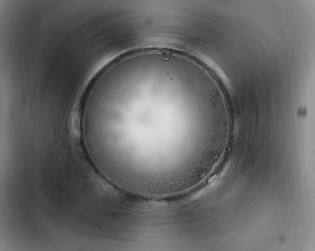 X0000103170925200808221231