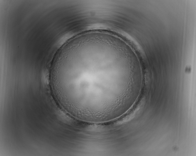 X0000103170929200808221231