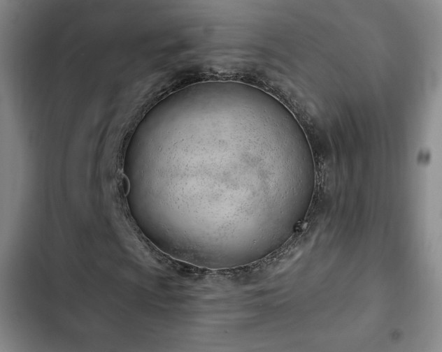 X0000103171009200808221229
