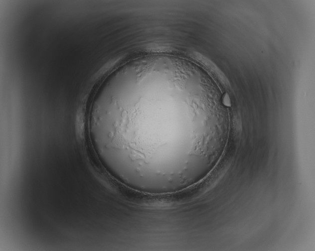 X0000103170533200808291512