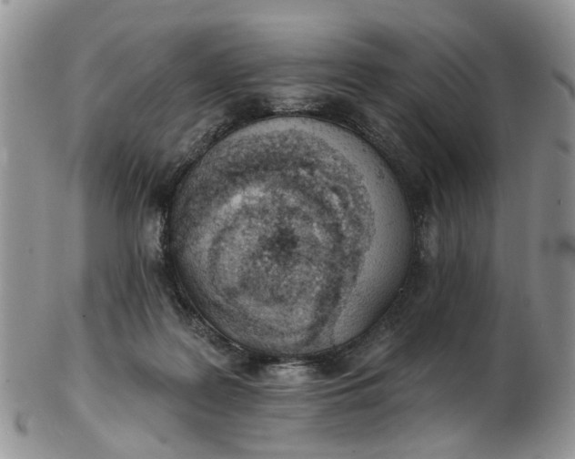 X0000103170219200809051729