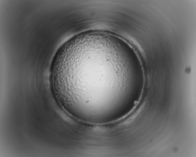 X0000103221029200808281403