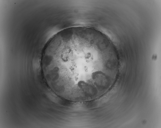 X0000103221259200808281359