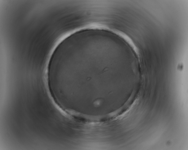 X0000103221335200808281358