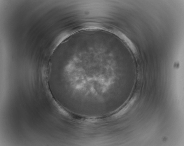 X0000103221385200808281357