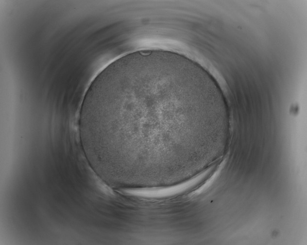 X0000103221529200808281355
