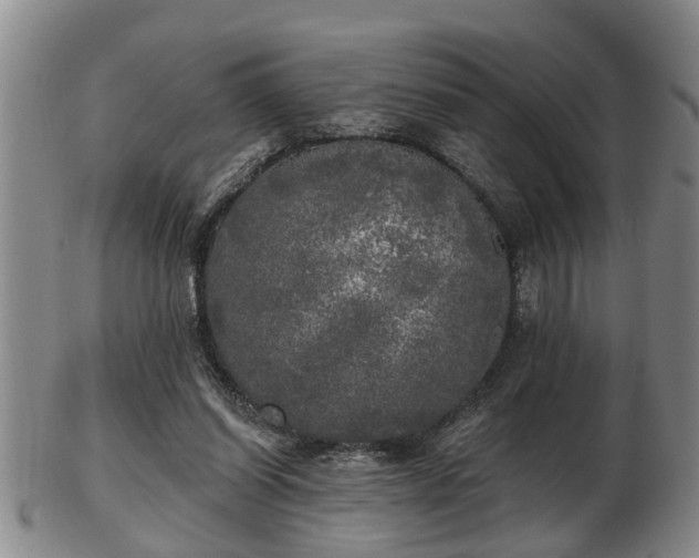 X0000103220254200809041009