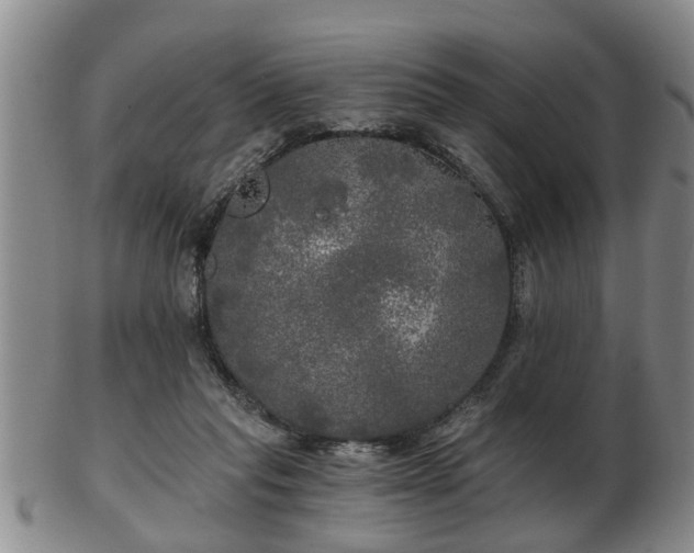 X0000103220261200809041009