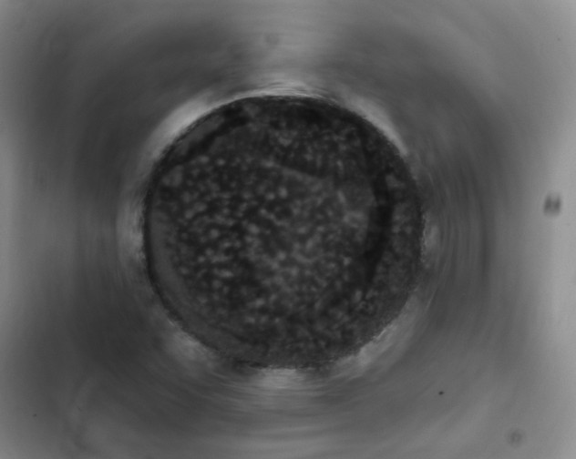 X0000103231455200808281420