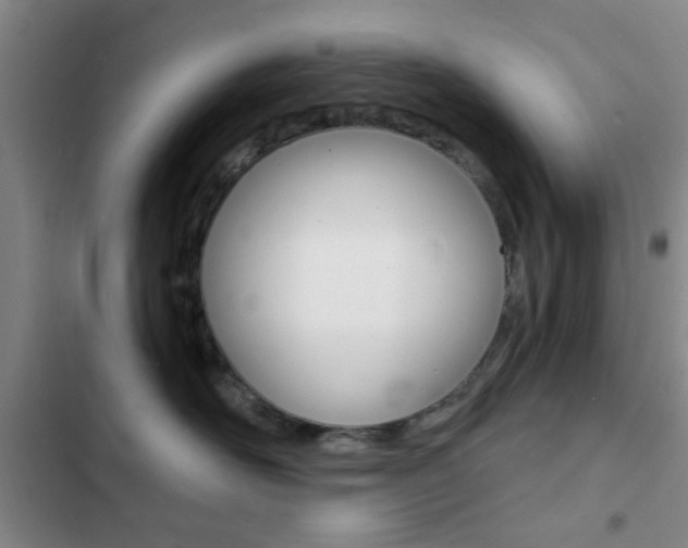 X0000103240526200808281036