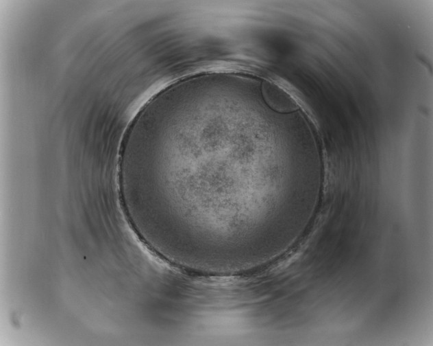 X0000103240853200808281439