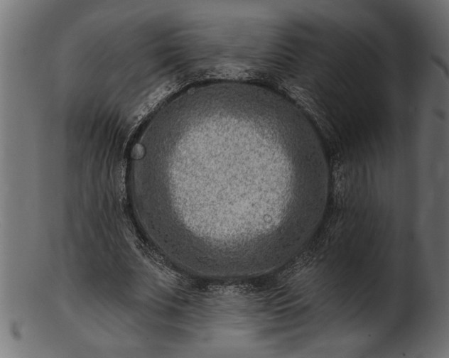 X0000103240679200809111557