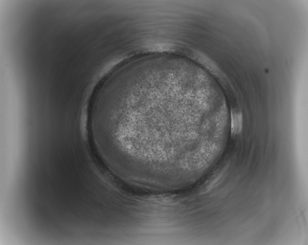 X0000103240627200809181544