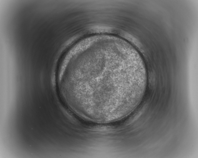 X0000103240629200809181544