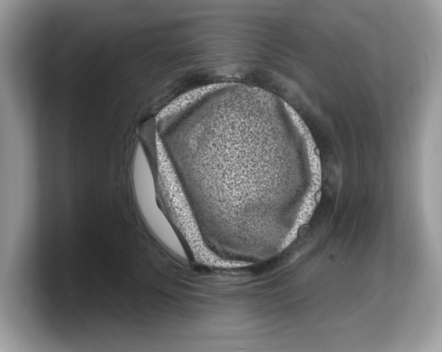 X0000103240707200809181544