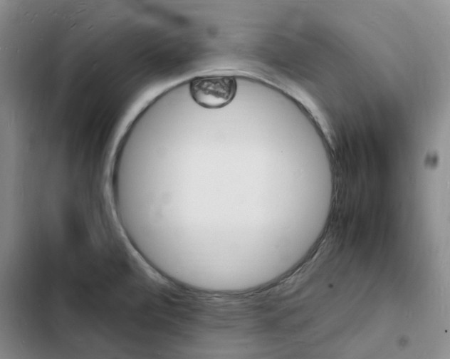X0000103251472200808281045