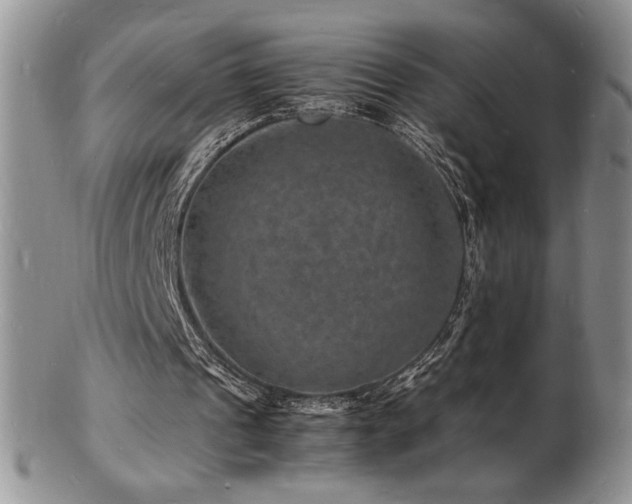 X0000103250241200808281510