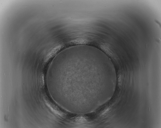 X0000103250254200809041115