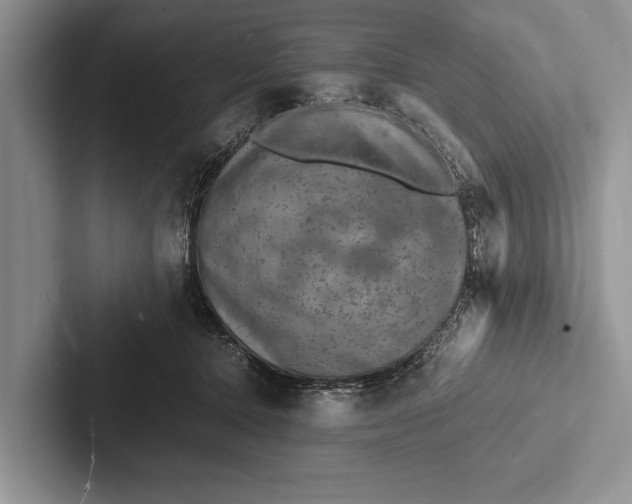 X0000103250368200809111620