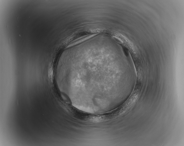 X0000103250405200809111619