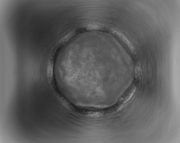 X0000103250454200809111619