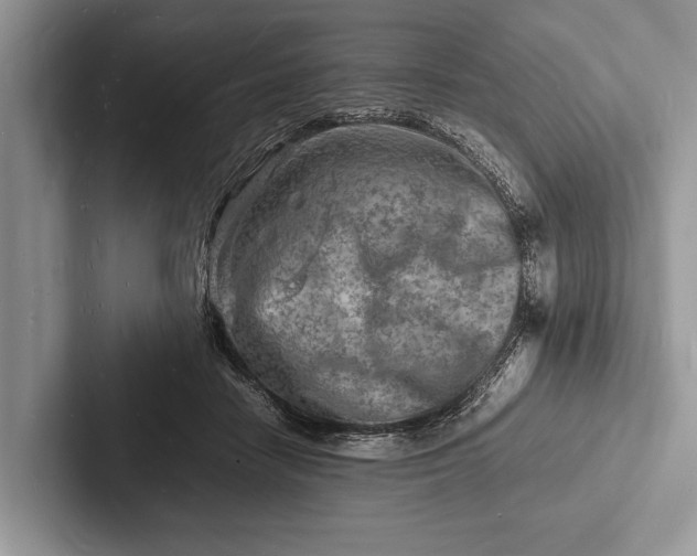X0000103250458200809111619