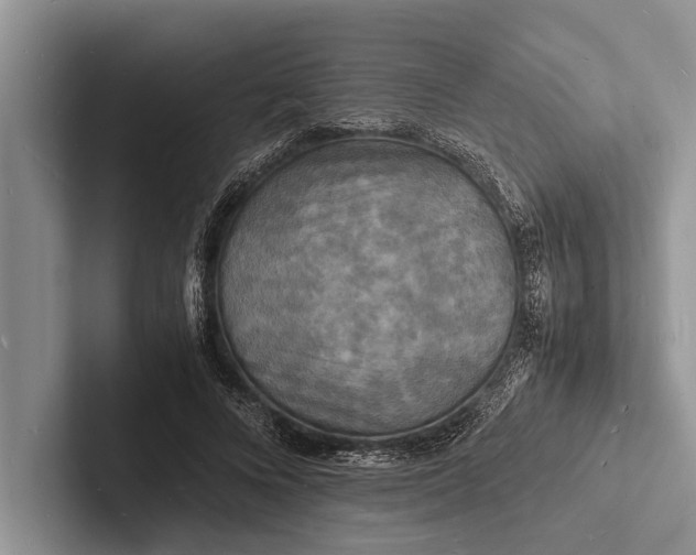 X0000103250688200809111616
