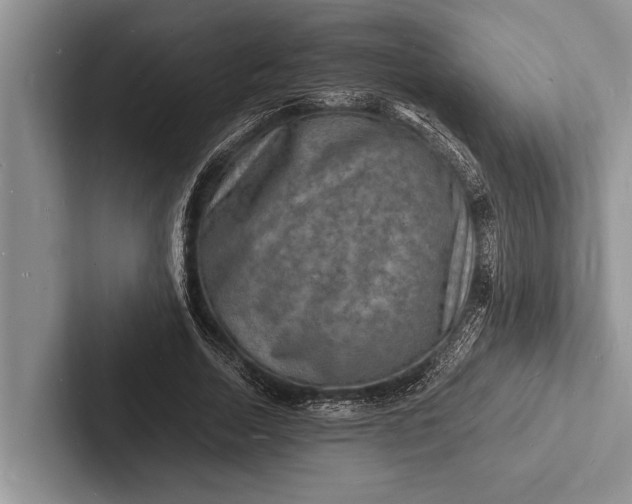 X0000103250730200809111615