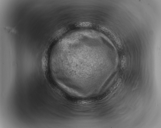 X0000103250739200809111615