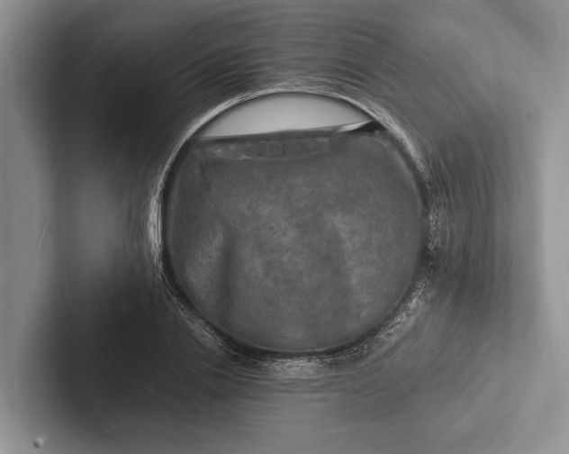 X0000103250838200809111613