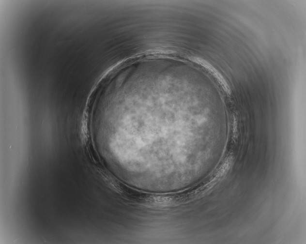 X0000103250878200809111613