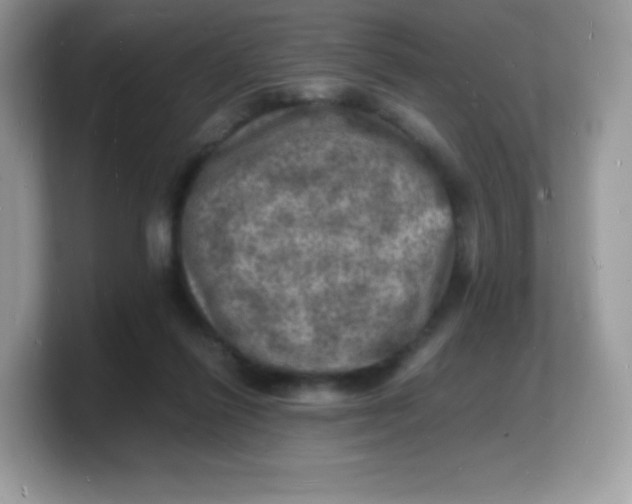 X0000103250262200809181611