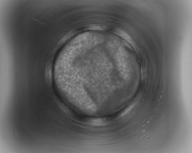 X0000103250349200809181609