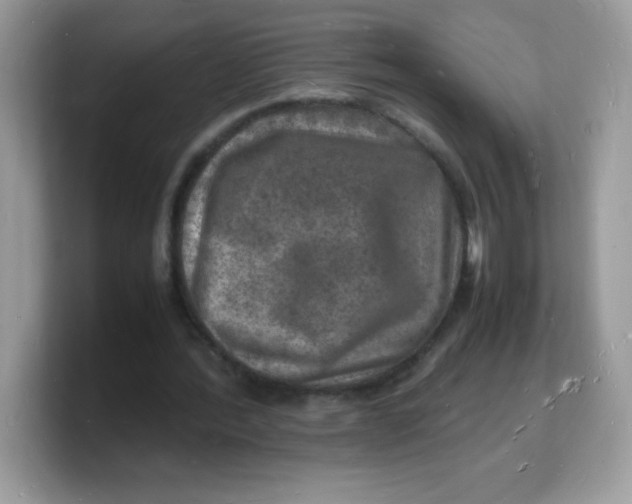 X0000103250388200809181609