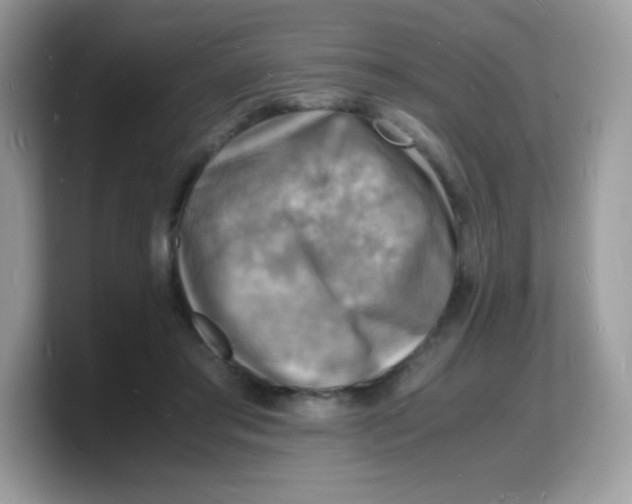 X0000103250405200809181609
