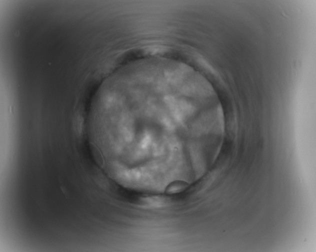 X0000103250417200809181609