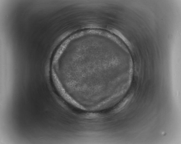 X0000103250437200809181608