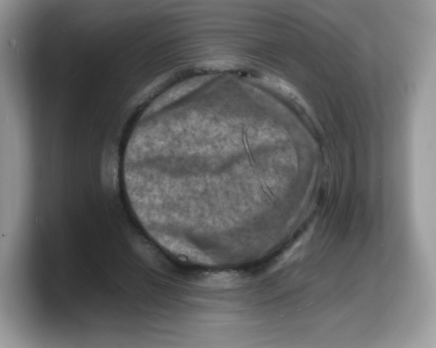 X0000103250446200809181608