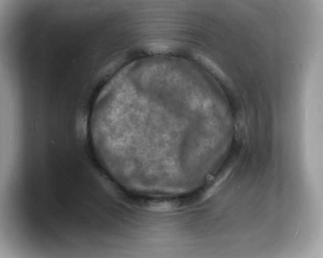 X0000103250454200809181608