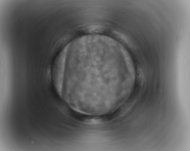X0000103250506200809181607