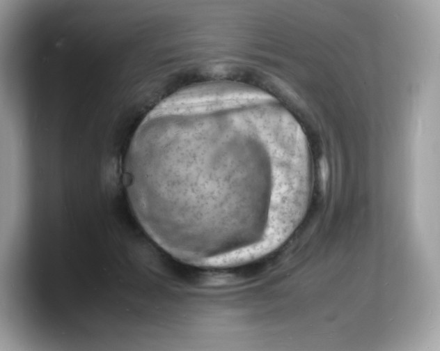 X0000103250605200809181606