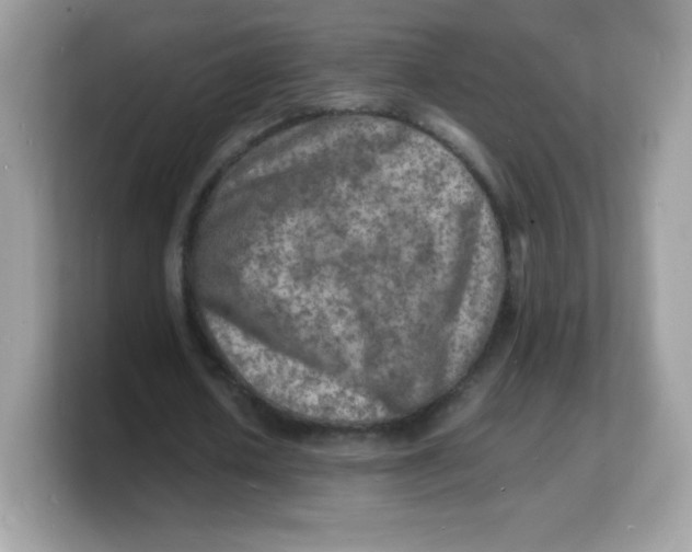 X0000103250626200809181605