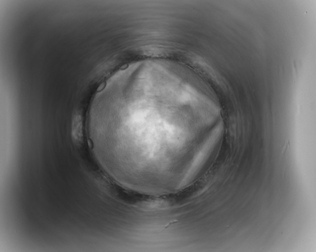 X0000103250696200809181605