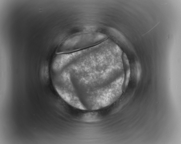 X0000103250700200809181605